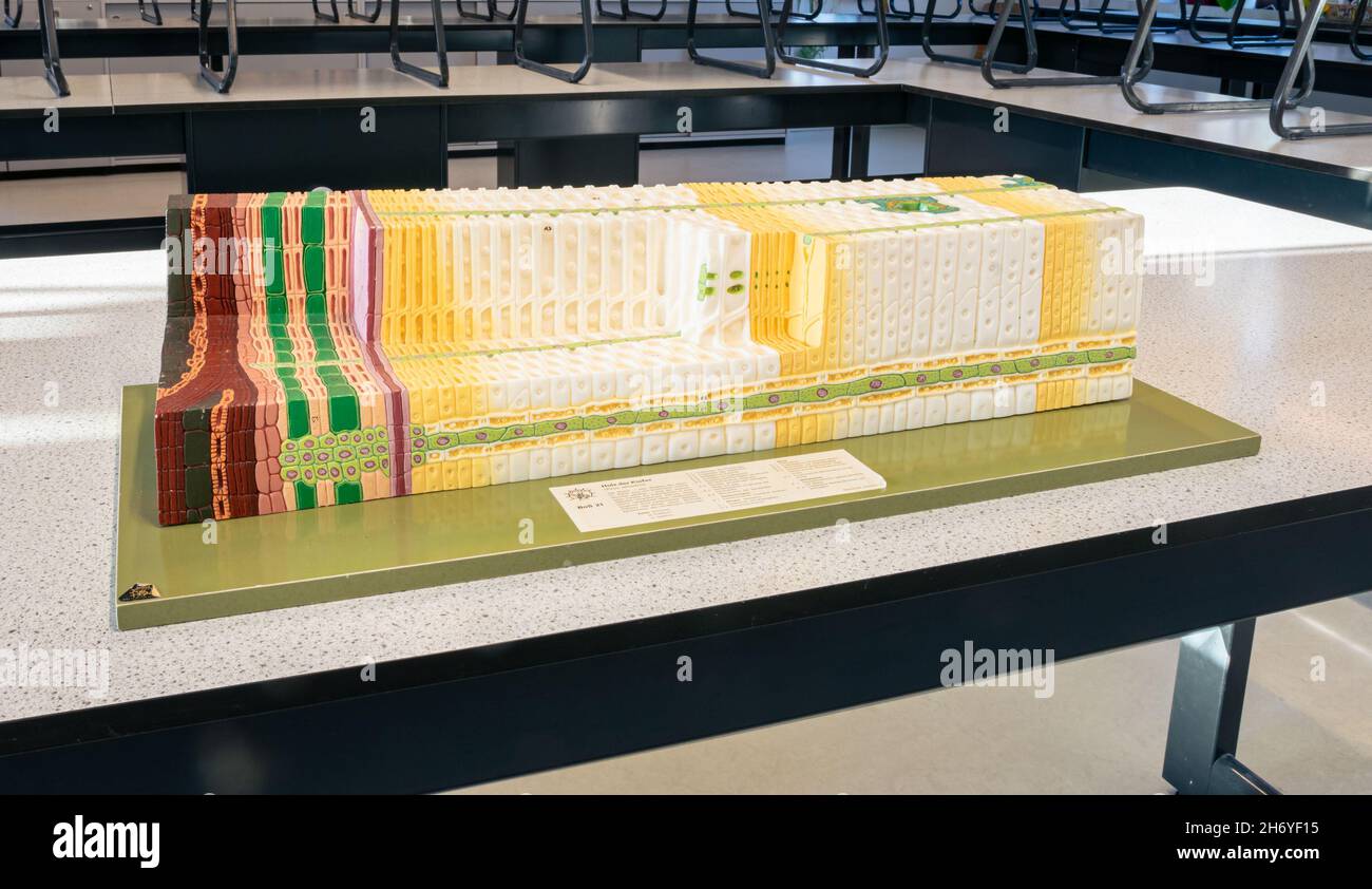 Modèle à grande échelle d'une coupe transversale du tronc d'un pin.Utilisé en classe biologie. Banque D'Images