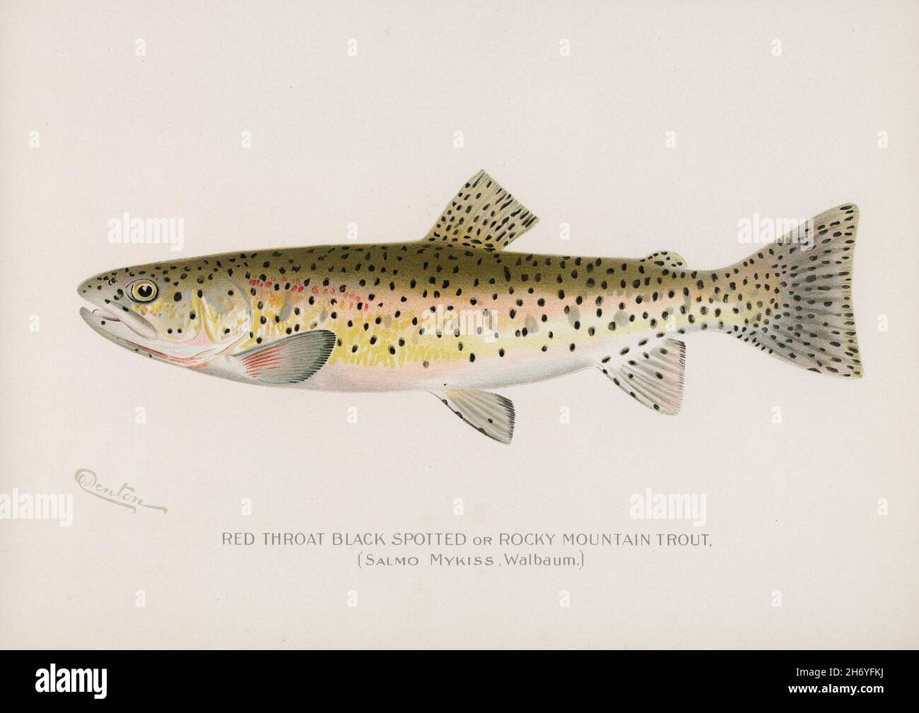 Truite noire à gorge rouge ou truite des montagnes Rocheuses (Salmo mykiss Walbaum) illustrée par Sherman F. Denton (1856-1937) de Game Birds and Fishes of Nor Banque D'Images Truite noire à gorge rouge ou truite des montagnes Rocheuses (Salmo mykiss Walbaum) illustrée par Sherman F. Denton (1856-1937) de Game Birds and Fishes of Nor Banque D'Images