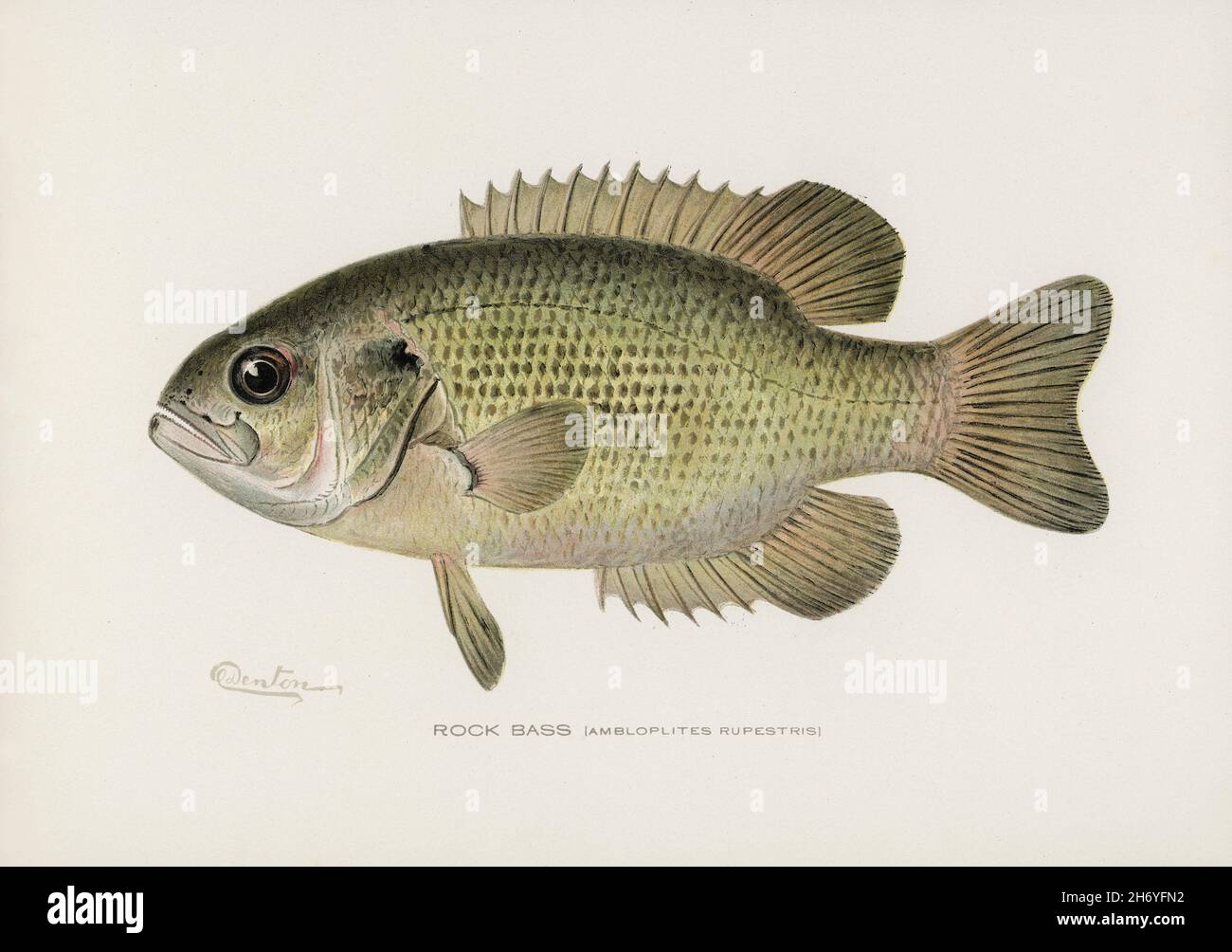 Rock Bass (Ambloplites rupestris) illustré par Sherman F. Denton (1856-1937) de Game Birds and Fishes of North America. Amélioration numérique à partir de ou Banque D'Images
