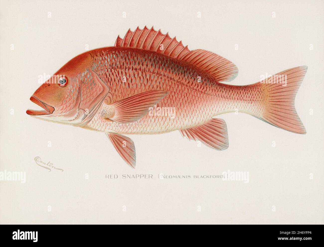 Red Snapper (Neomaenis Blackford) illustré par Sherman F. Denton (1856-1937) de Game Birds and Fishes of North America. Amélioration numérique à partir de ou Banque D'Images