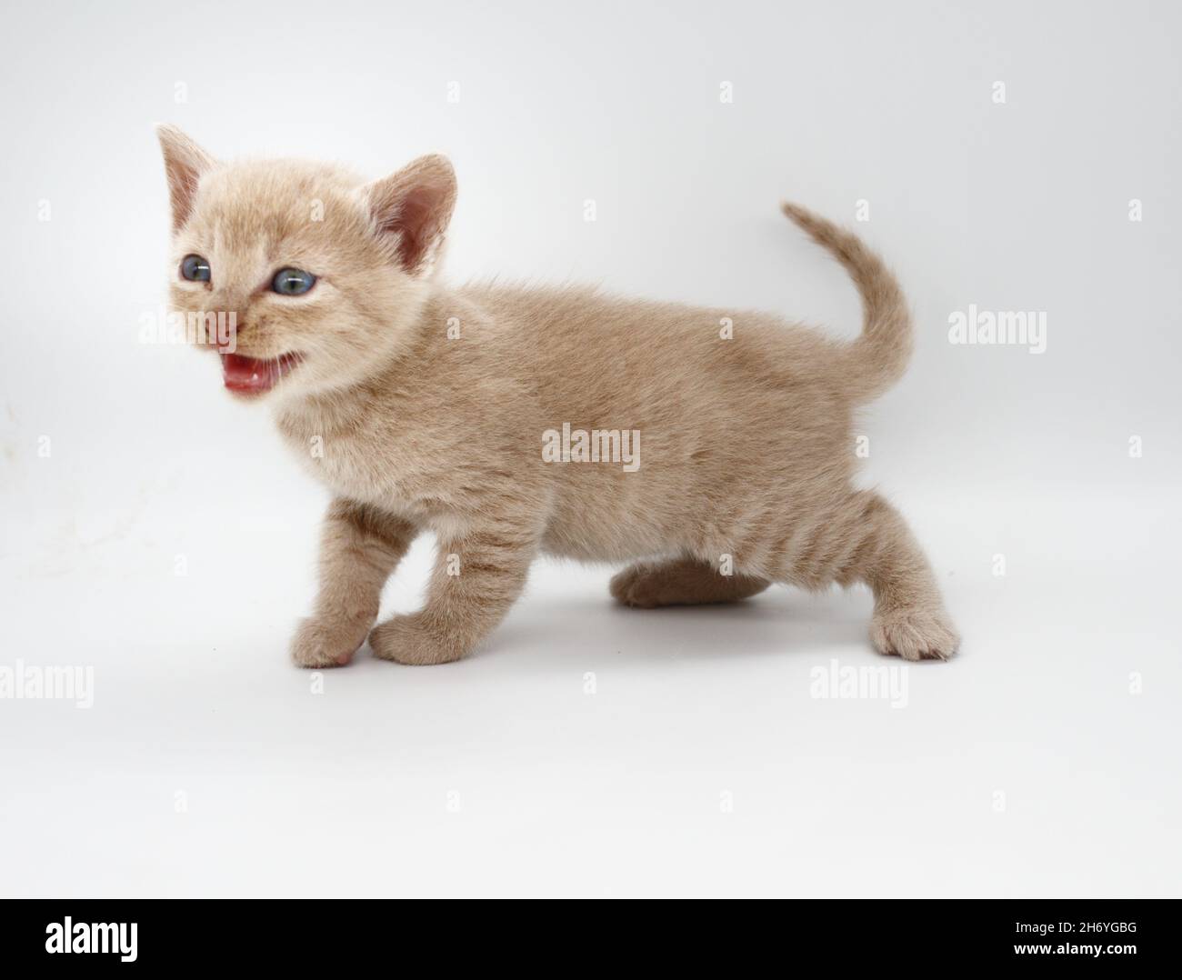 chaton à cheveux bleus beige isolé sur fond blanc Banque D'Images