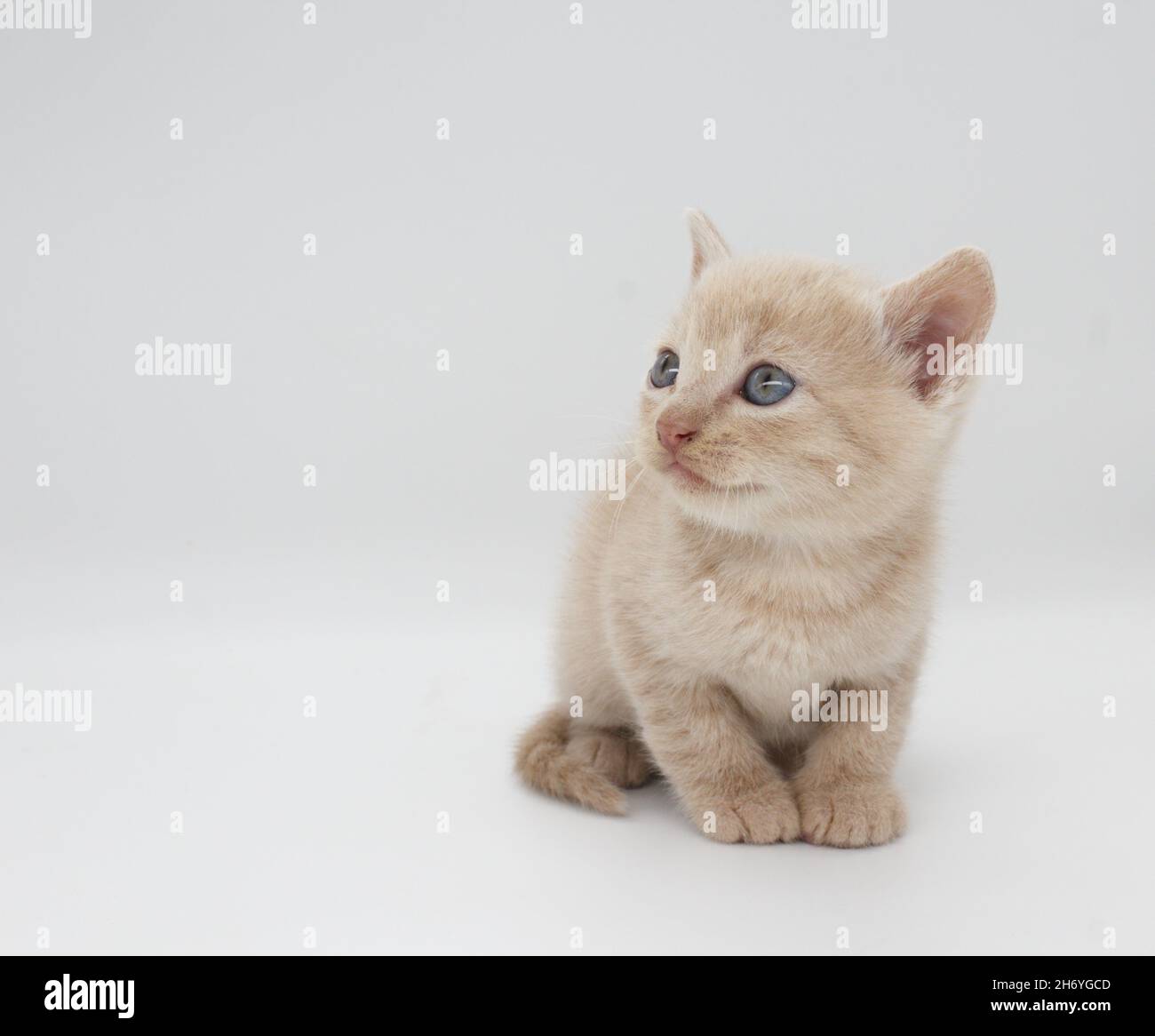 chaton à cheveux bleus beige isolé sur fond blanc Banque D'Images