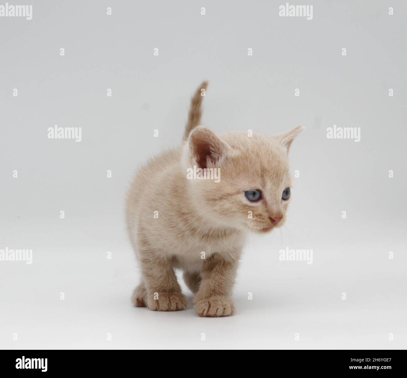 chaton à cheveux bleus beige isolé sur fond blanc Banque D'Images