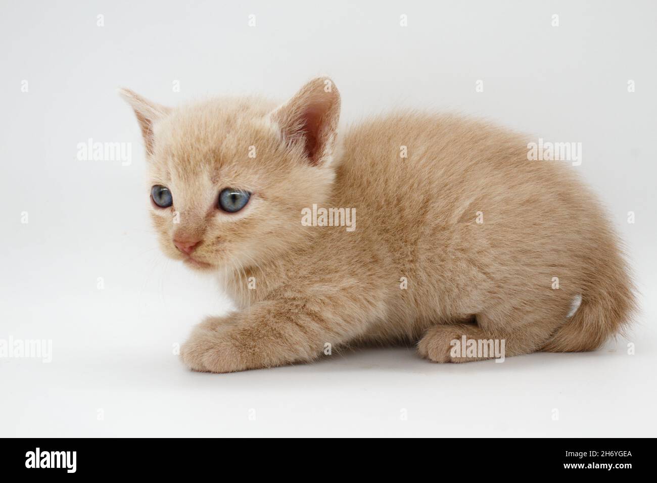 chaton à cheveux bleus beige isolé sur fond blanc Banque D'Images