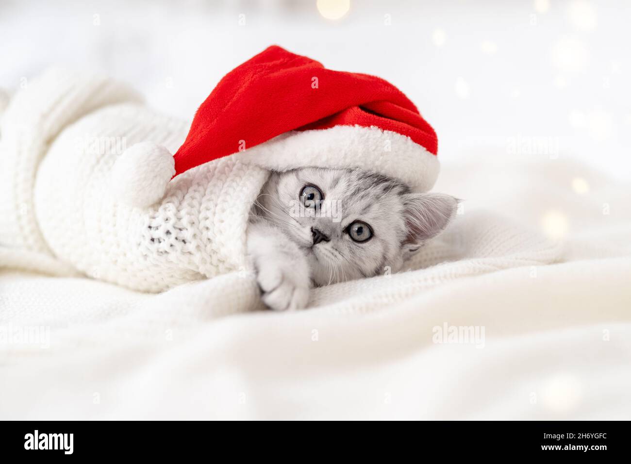 Noël chat carte peu curieux drôle rayures écossais pliage chaton dans Noël rouge chapeau de père Noël sur lit blanc à la maison Banque D'Images