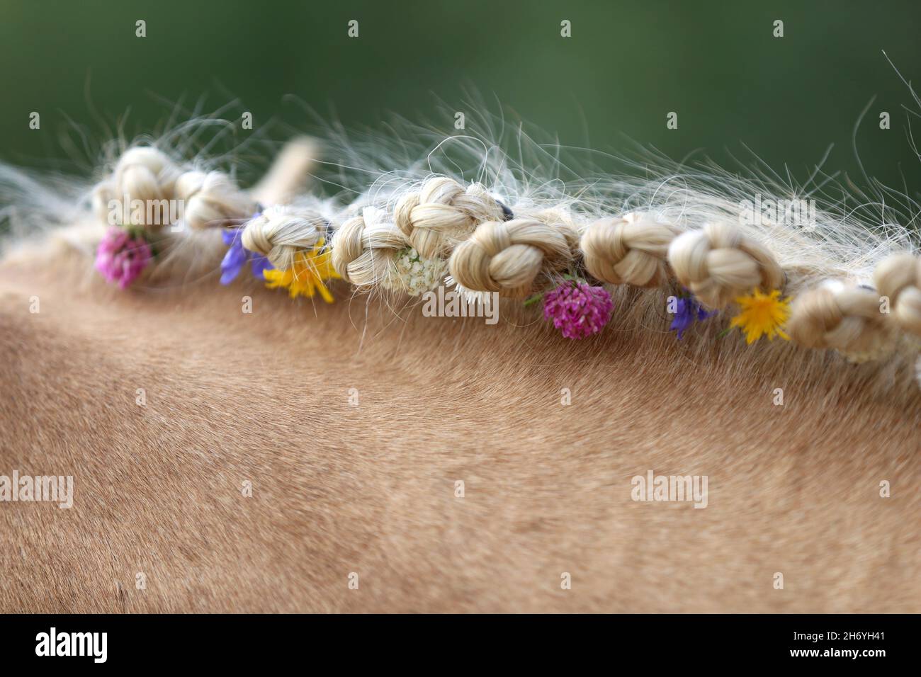 MIRACLES DANS LA MANIE.Fleurs d'été colorées dans la manie d'un jeune cheval morgan de race Banque D'Images