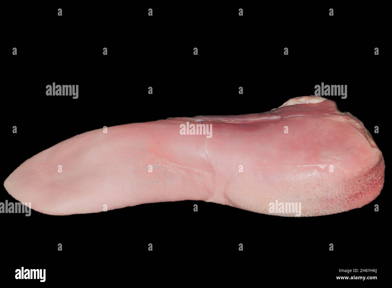 Langue de bœuf crue Banque D'Images