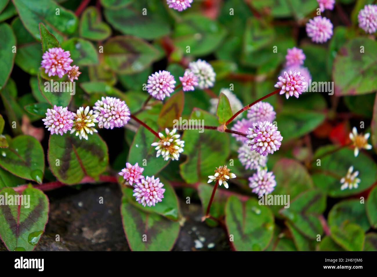 Fleurs d'amaranthe de globe rose sur le mur (Gomphrena globosa) Banque D'Images
