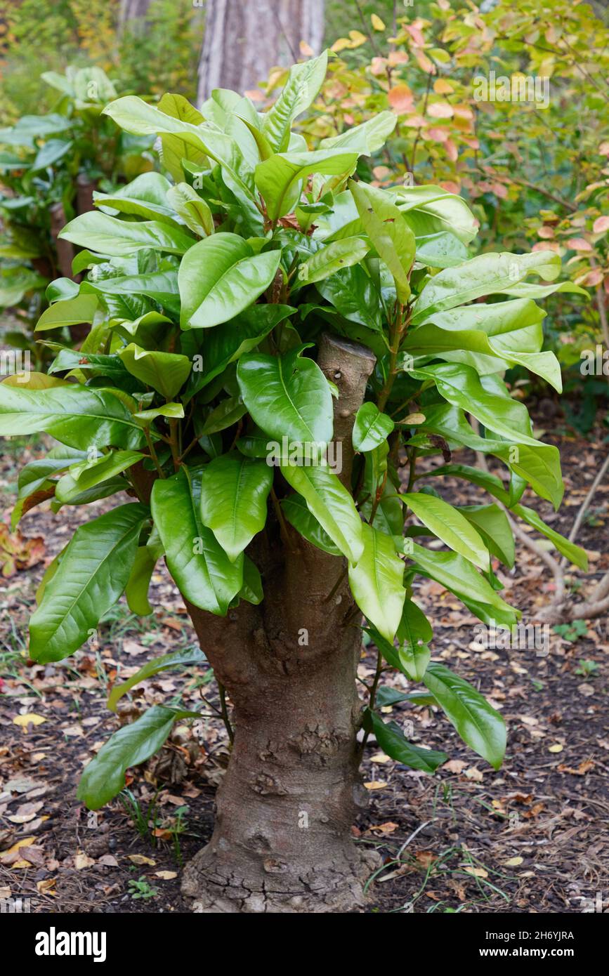 Magnolia coupe fortement. Banque D'Images