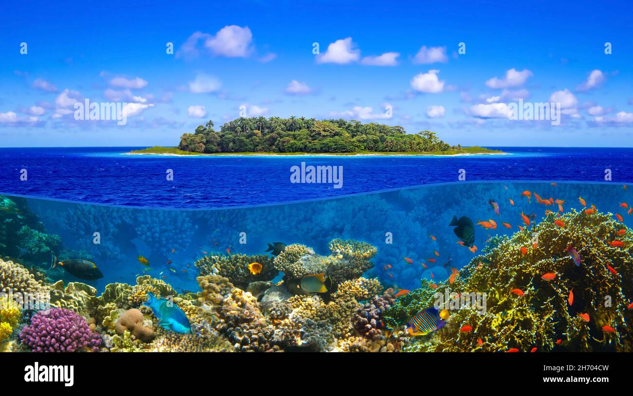 Belle plage tropicale ensoleillée sur l'île paradisiaque et le monde sous-marin avec des poissons de corail. Banque D'Images