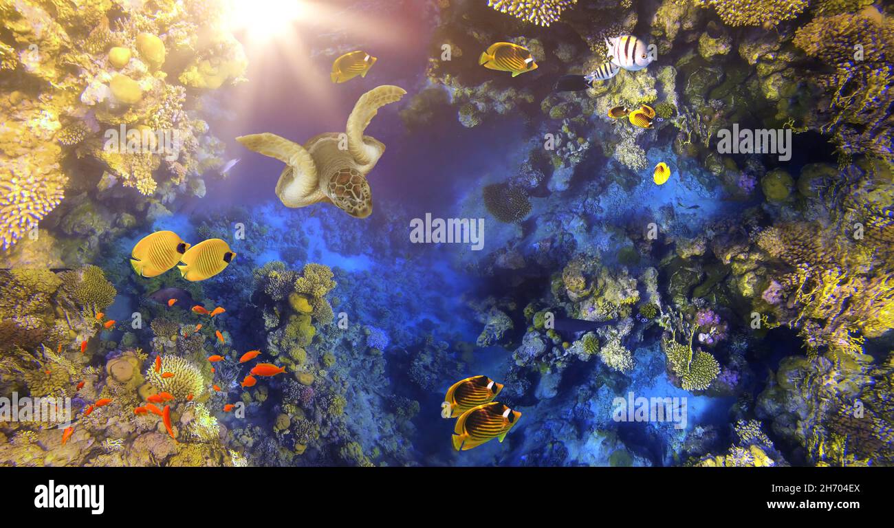 Monde sous-marin. Récif de corail et poissons en mer Rouge en Egypte Banque D'Images