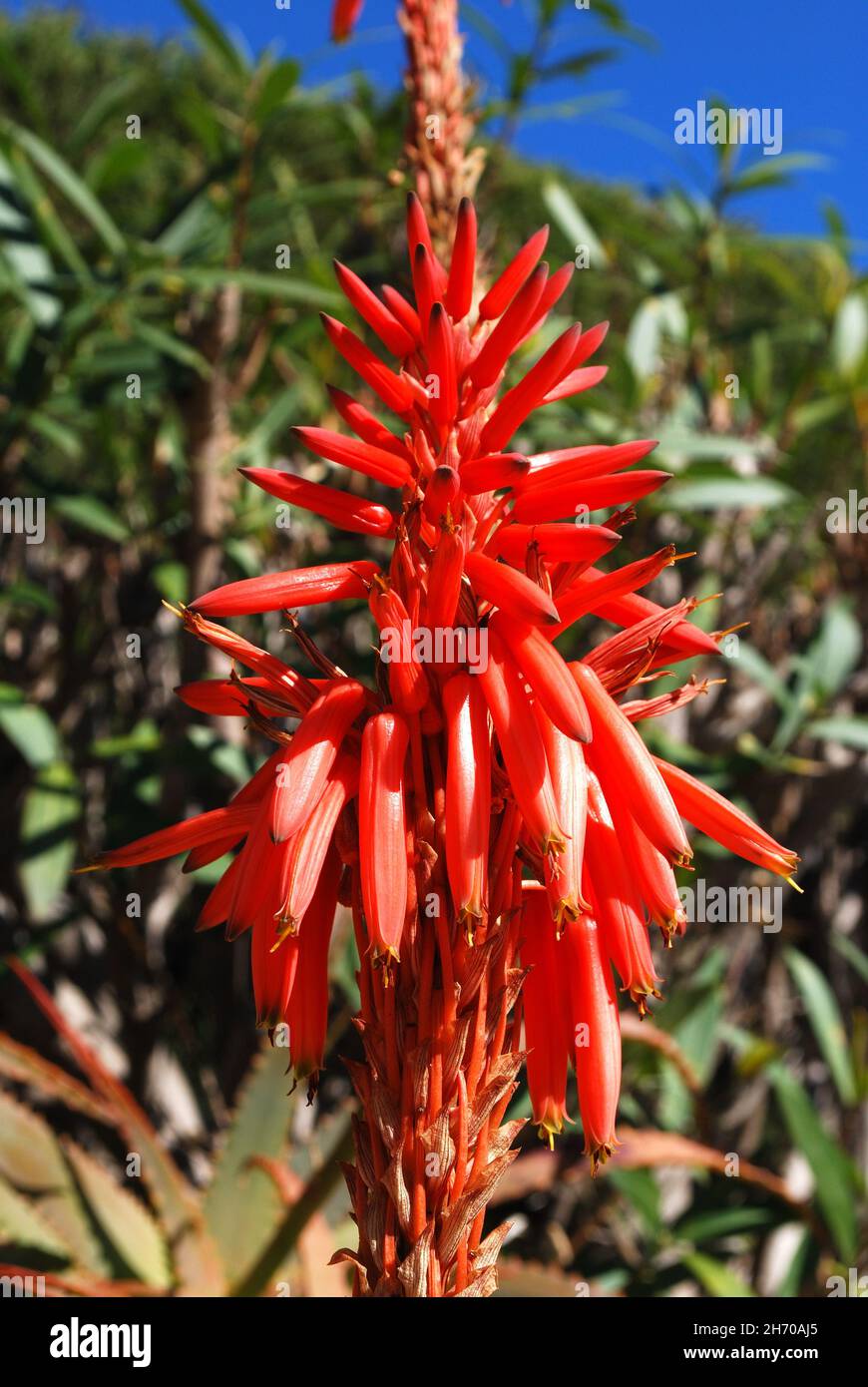 Aloe arborescens Variegata en pleine floraison, Miraflores, Costa del sol, Malaga province, Andalousie,Espagne, Europe Banque D'Images