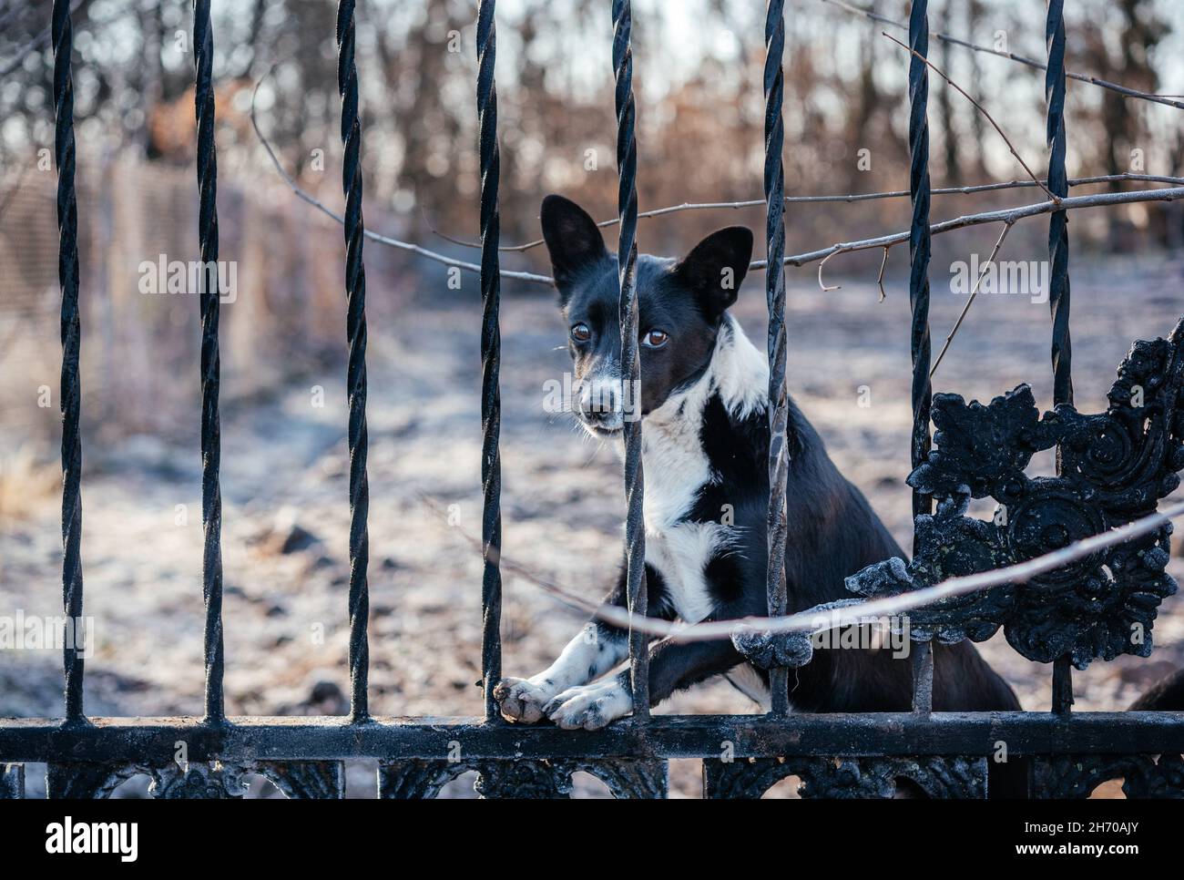 Un joli chien noir et blanc qui se délite d'une clôture en métal Banque D'Images