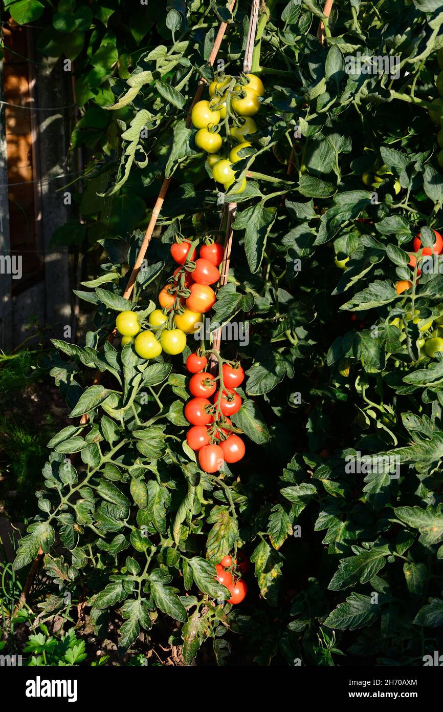 Le Mountain Magic variété de tomates mûrir sur la vigne, UK Banque D'Images