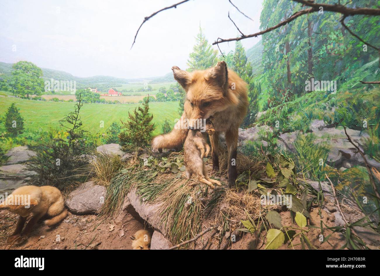 Un diorama d'un renard roux farci taxidermy avec un lapin capturé.Au Musée des Sciences de Springfield, Massachusetts. Banque D'Images