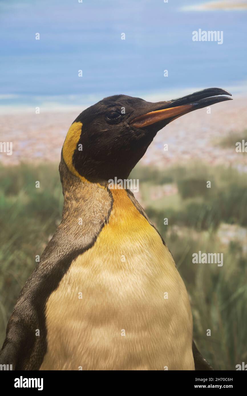 Un portrait diorama d'un taxidermy, pingouin de roi bourré.Au Musée des Sciences de Springfield, Massachusetts. Banque D'Images