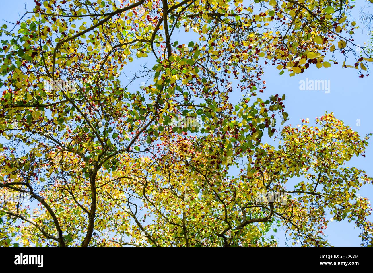 La région de branches d'arbres arrière-plan. Regardant les ciel bleu à travers les branches d'arbres. Soleil de Printemps brille à travers de grands arbres du couvert des bois. Banque D'Images