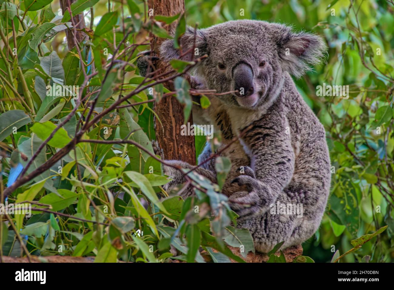 Koala, Lone Pine Koala Sanctuary Banque D'Images