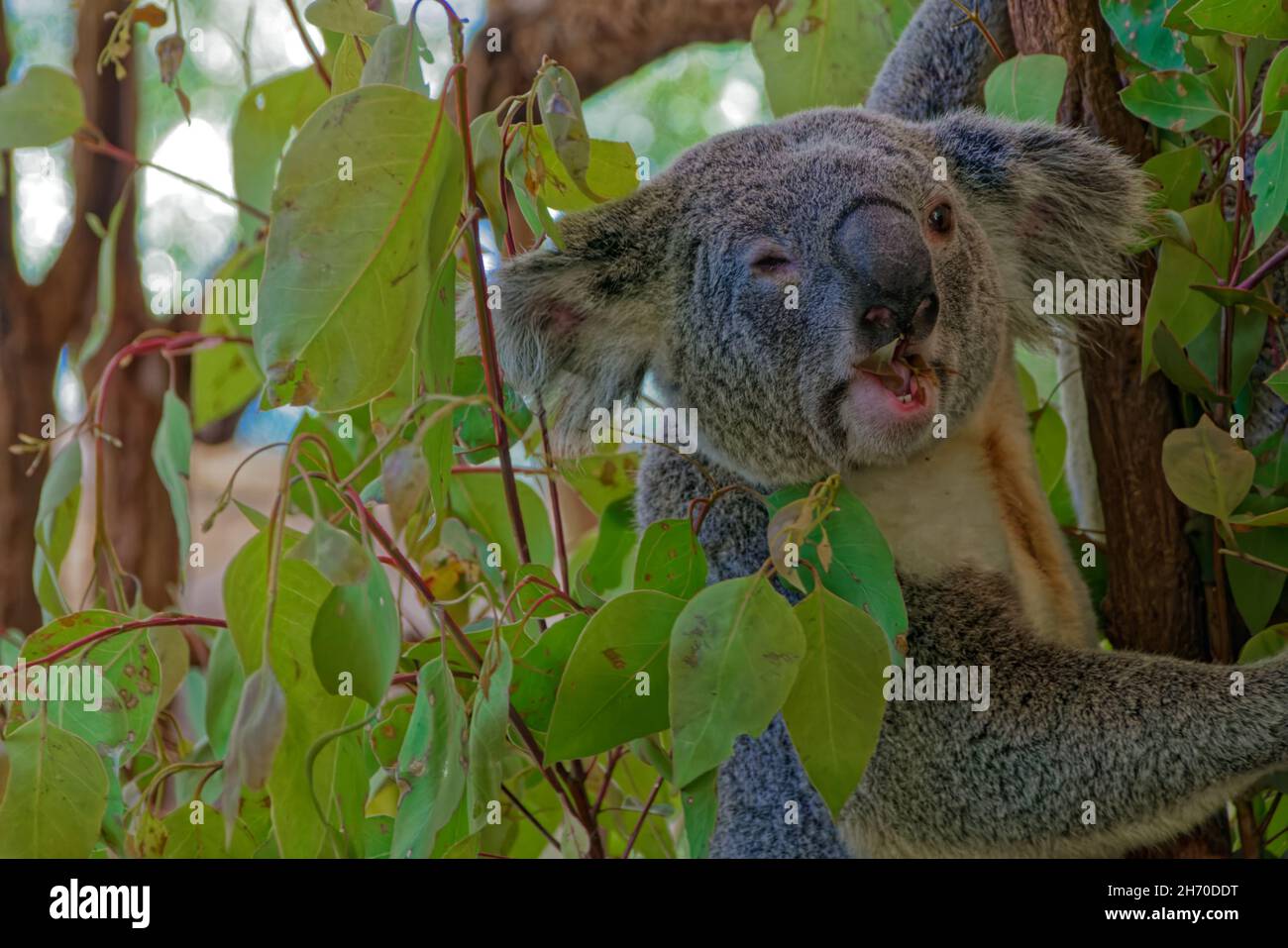 Koala, Lone Pine Koala Sanctuary Banque D'Images