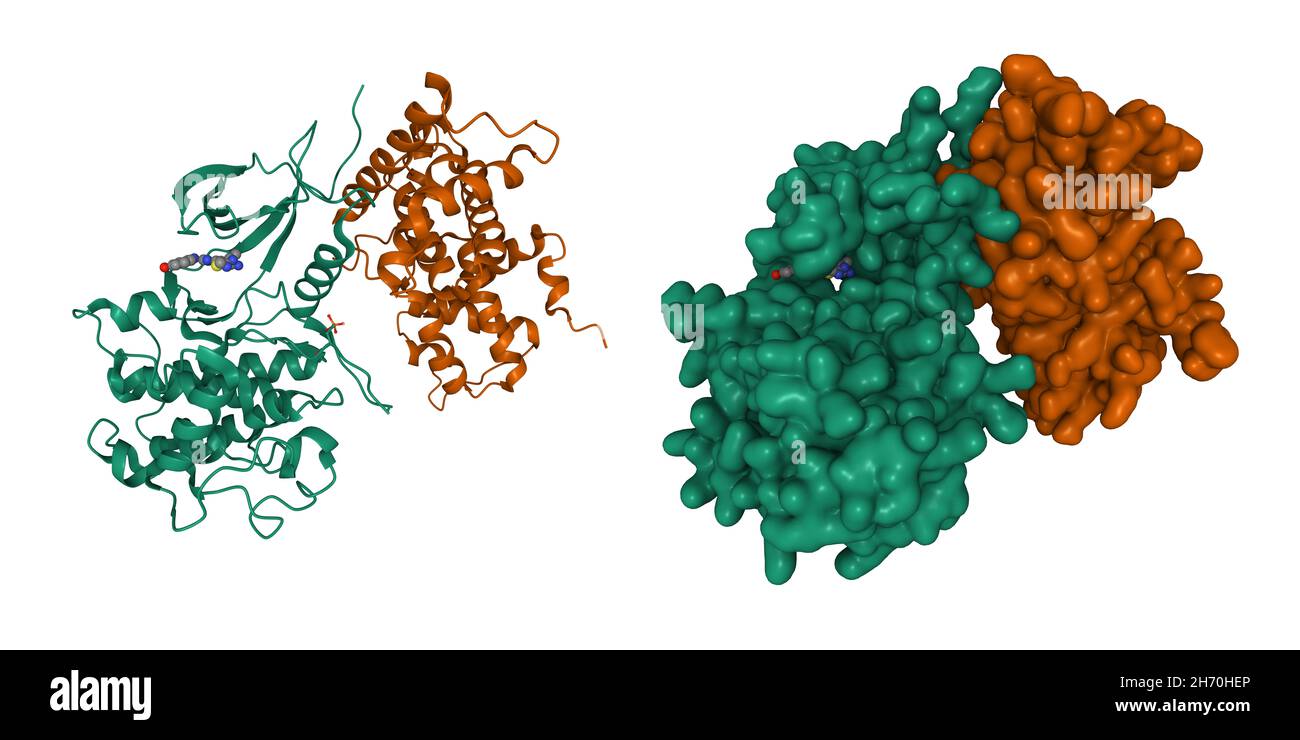 Kinase CDK9 (verte) dépendante de la cycline dans un complexe avec la cycline T (marron) et un inhibiteur de la 2-amino-4-hétéroaryl-pyrimidine.Modèle 3D, PDB 4bcl Banque D'Images