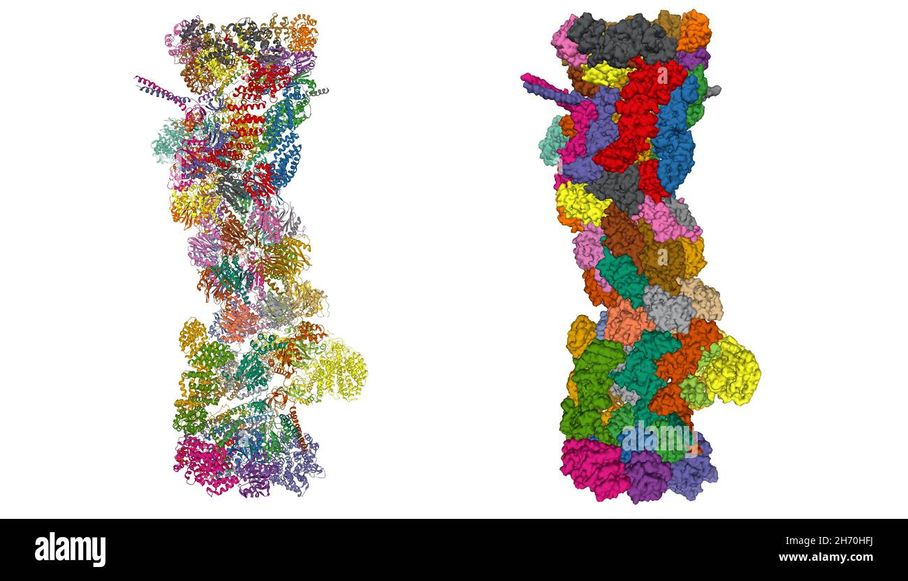 Structure du protéasome 26S, dessin animé 3D et modèles de surface gaussienne, PDB 5gjr, fond blanc Banque D'Images