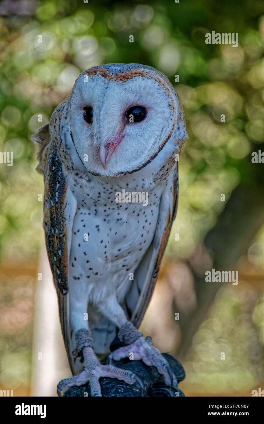 Barn Owl, Sanctuaire de Koala de Lone Pine Banque D'Images