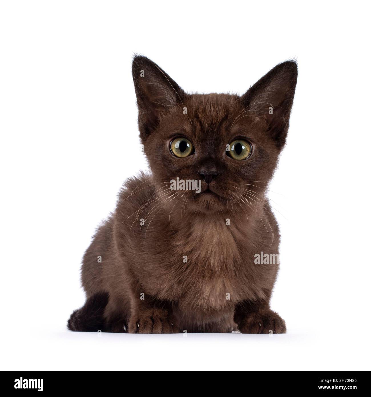 Joli chaton birman brun foncé, posé face à l'avant.En regardant vers l'appareil photo avec attitude. Isolé sur un fond blanc. Banque D'Images