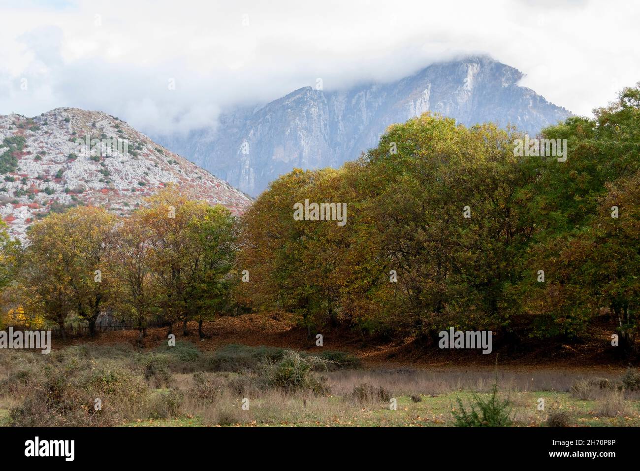 Paysage forestier d'automne coloré.Saison d'automne en Albanie. Banque D'Images