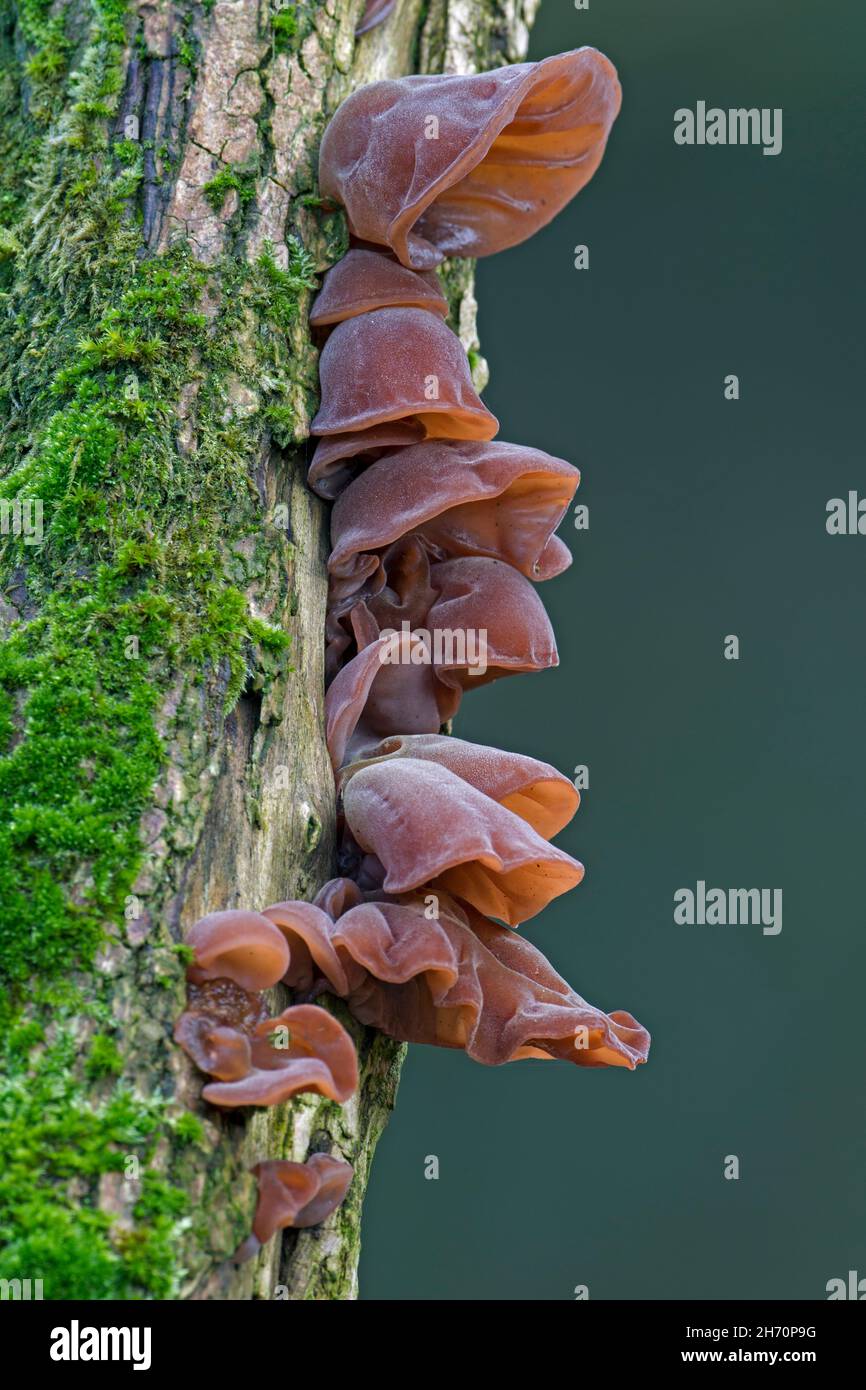 Oreille de bois noire (Auricularia auricula-judae, Auricularia polytricha) sur un tronc plus âgé).Allemagne Banque D'Images