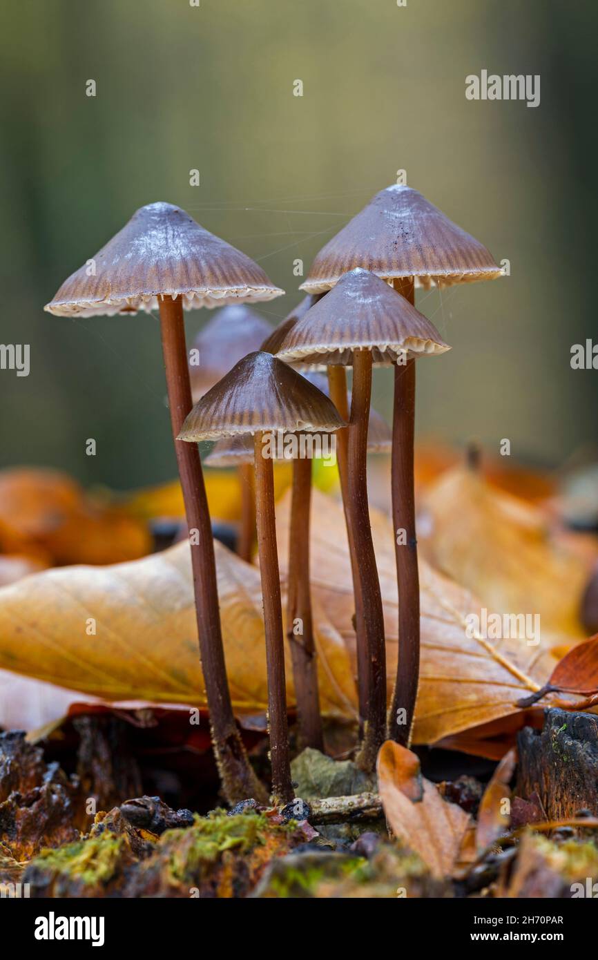 Capot groupé (Mycena inclinata) sur une souche d'arbre en décomposition dans une forêt de hêtre.Allemagne Banque D'Images