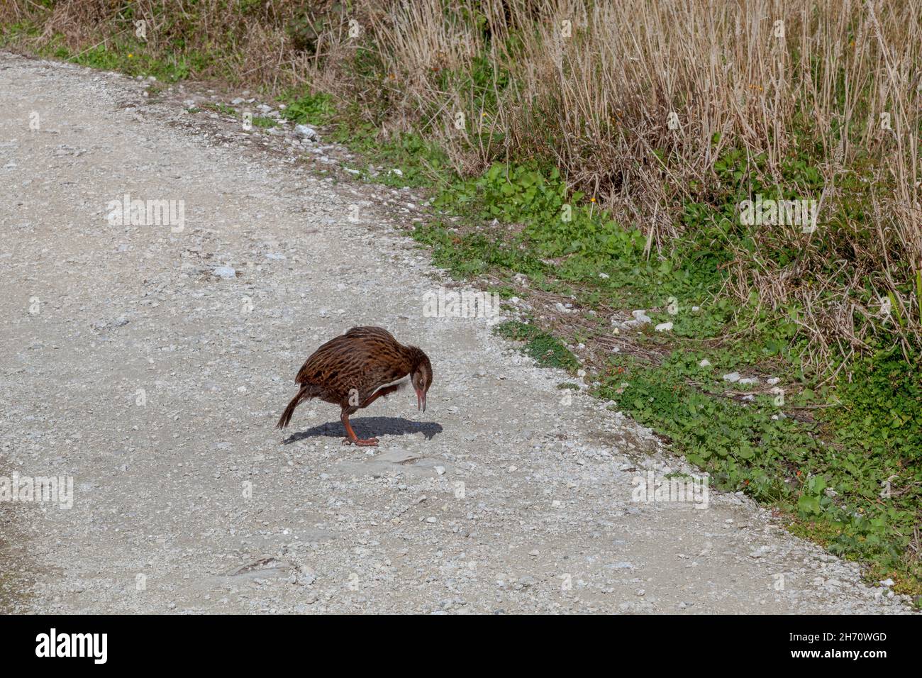 Weka (Gallirallus australis) sur une piste de gravier en Nouvelle-Zélande Banque D'Images