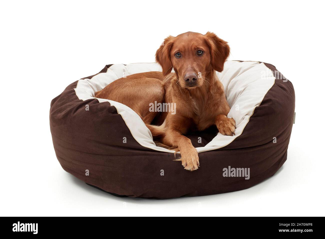 Golden Retriever.Un chien adulte se trouve dans un lit pour chien.Image studio sur fond blanc.Allemagne... Banque D'Images