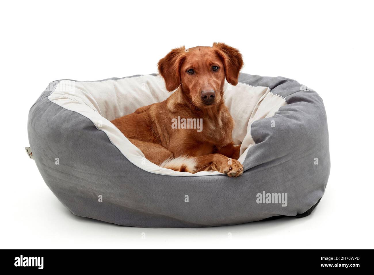 Golden Retriever.Un chien adulte se trouve dans un lit pour chien.Image studio sur fond blanc.Allemagne... Banque D'Images