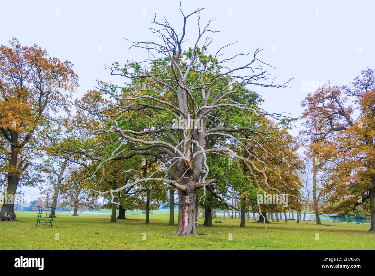 Dans la vie et la mort. Le squelette de l'arbre en décomposition contrastant avec l'arbre plein à feuilles vivant derrière, flanqué de la chute des feuilles d'automne saisonnière. Bedfordshire, Angleterre Banque D'Images
