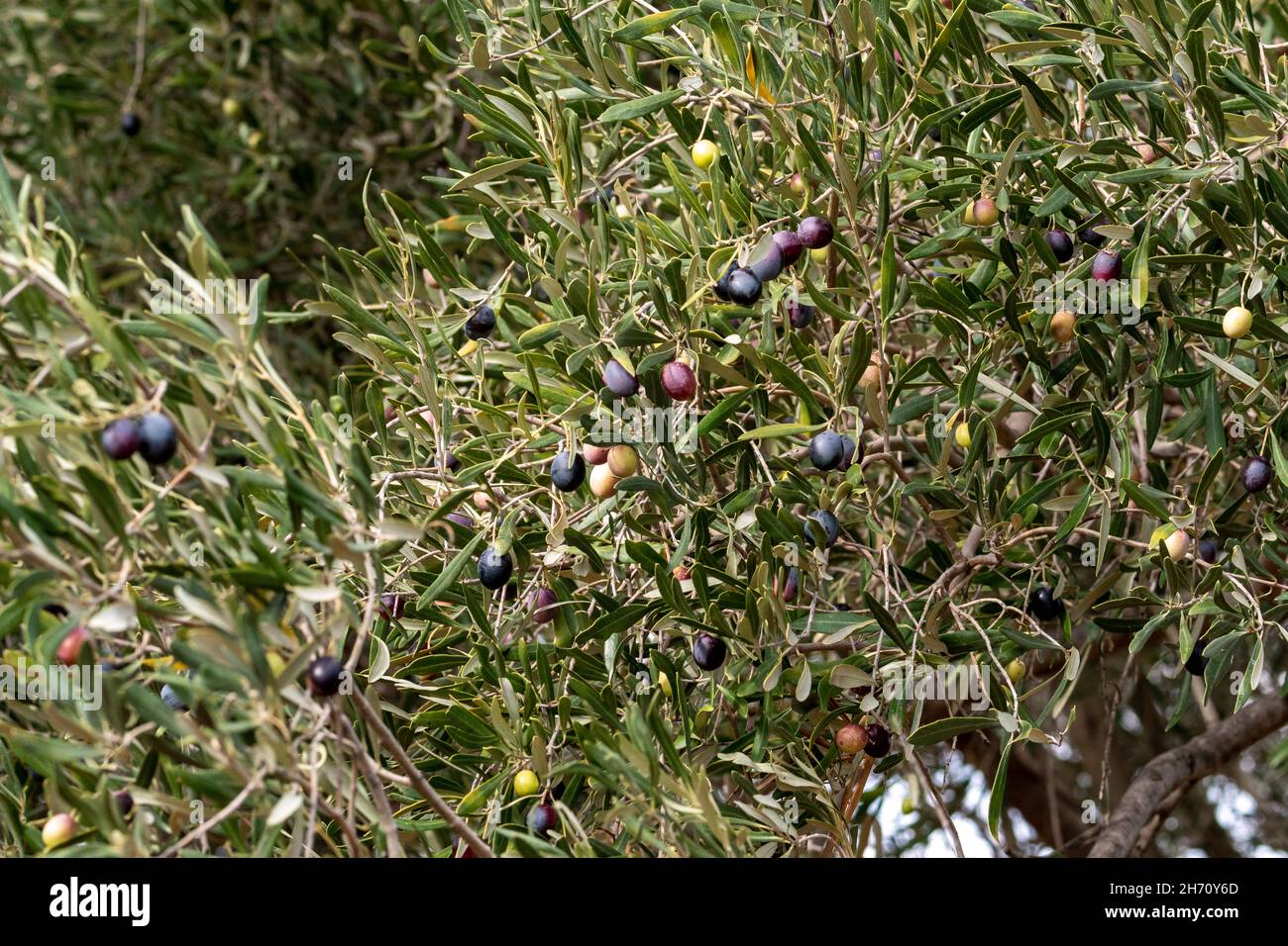 Récolte de l'olive avec un outil électrique de râteau à olive à Keratea en Grèce Banque D'Images