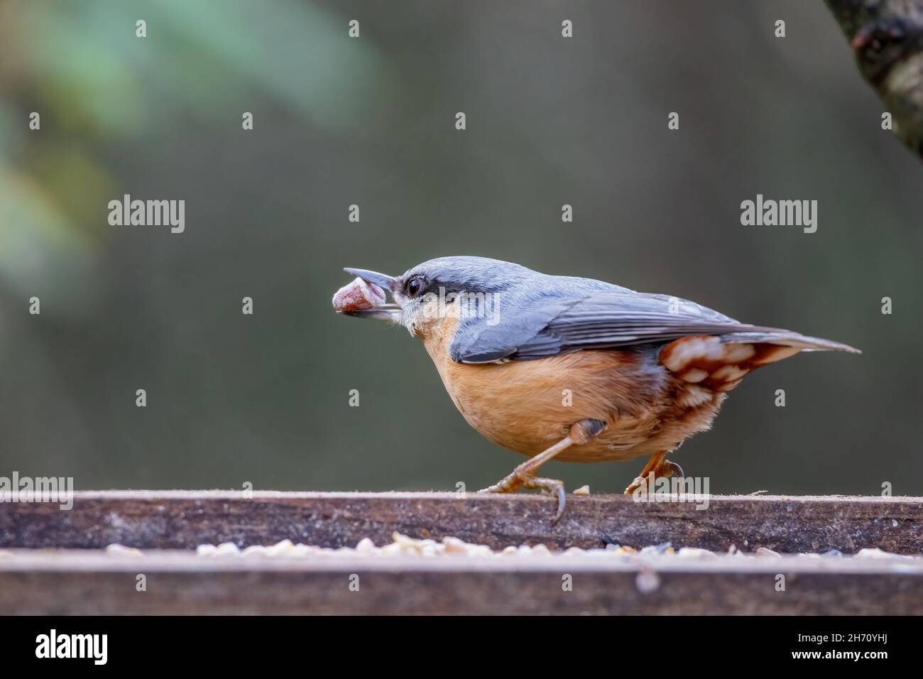 Nuthatch recherche de semences à partir d'une table d'oiseaux en bois Banque D'Images