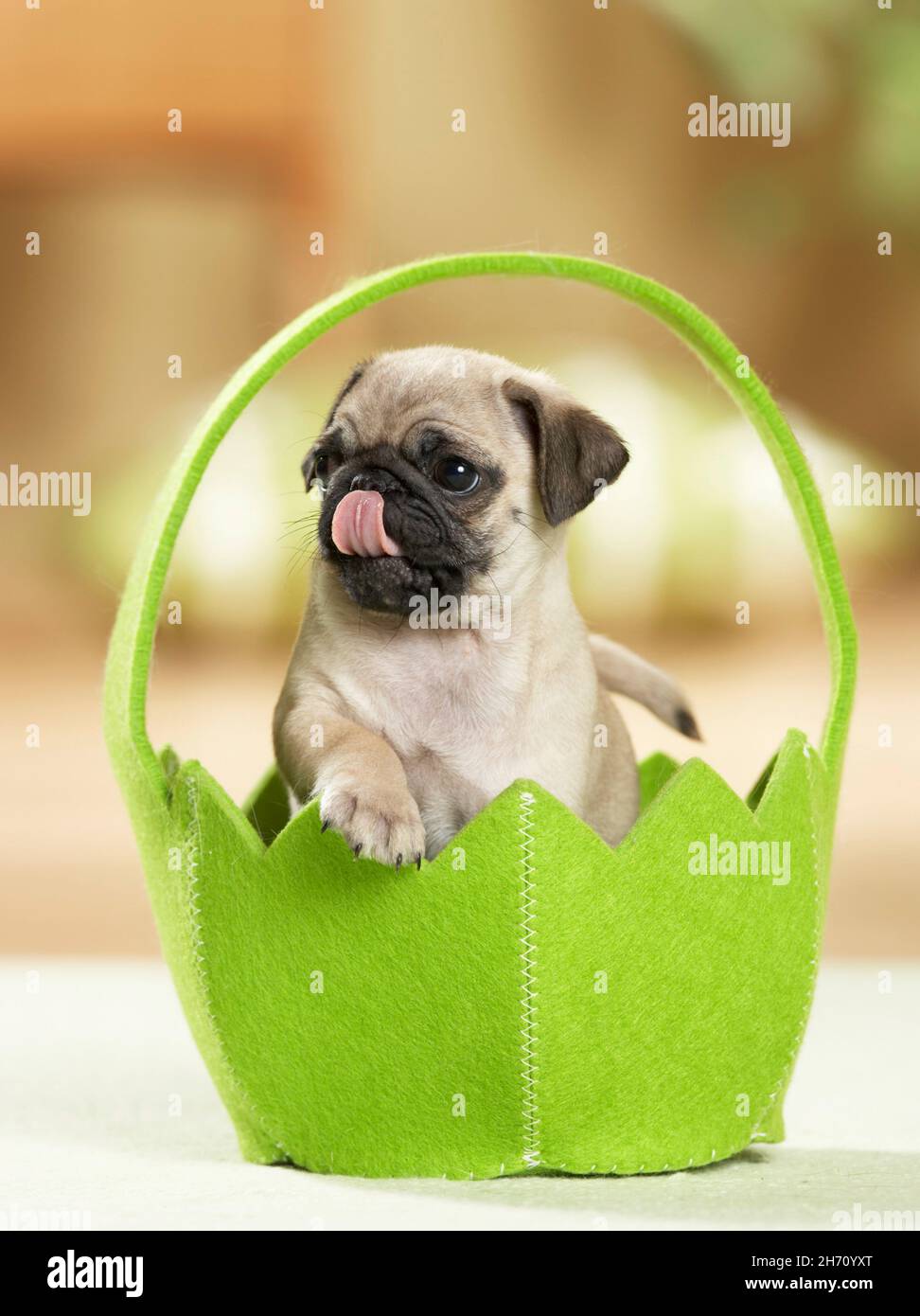 PAG.Un chiot dans un panier en feutre vert.Allemagne Banque D'Images