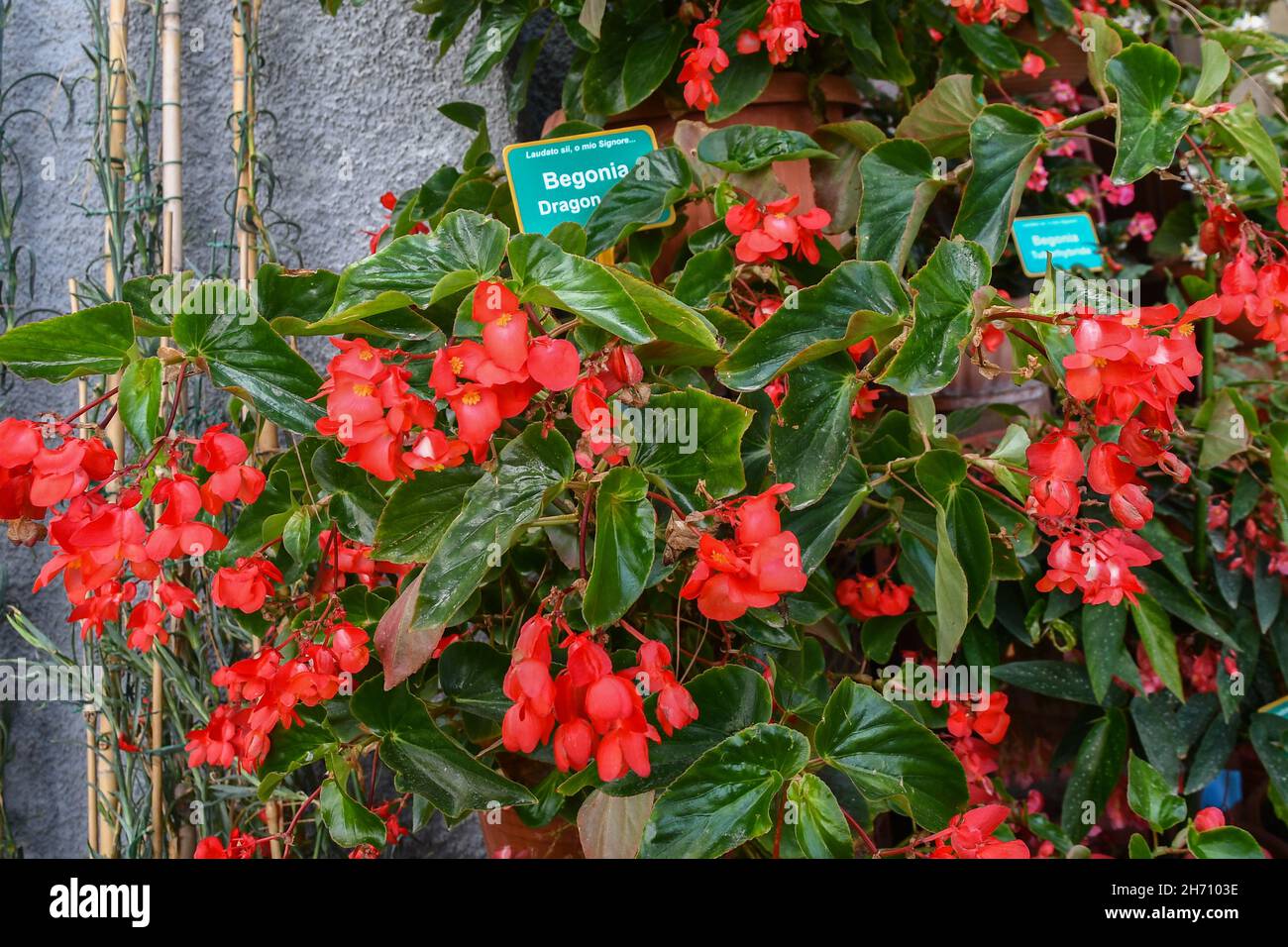 Gros plan d'une plante florissante de Begonia Dragon Wing Rouge avec étiquette botanique en été, Alassio, Savona, Ligurie, Italie Banque D'Images