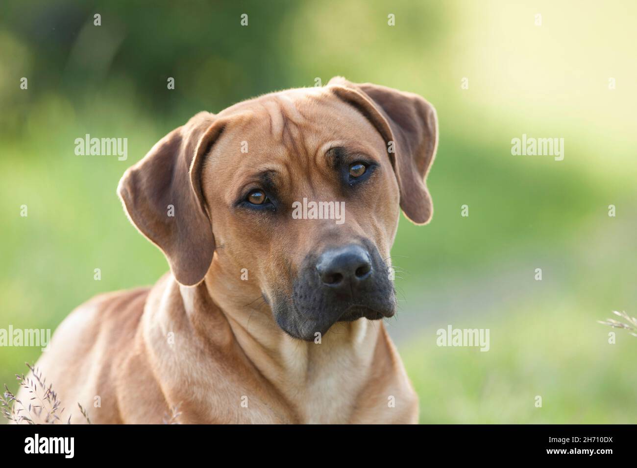 Le Rhodesian Ridgeback. Portrait de chien adulte. Allemagne Banque D'Images