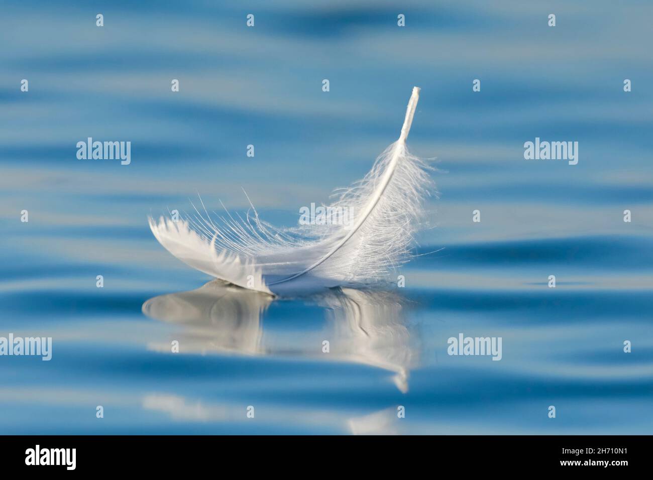 Mute Swan (Cygnus olor).Gros plan d'une plume de cygne flottante sur l'eau bleue, Thurgau, Suisse Banque D'Images