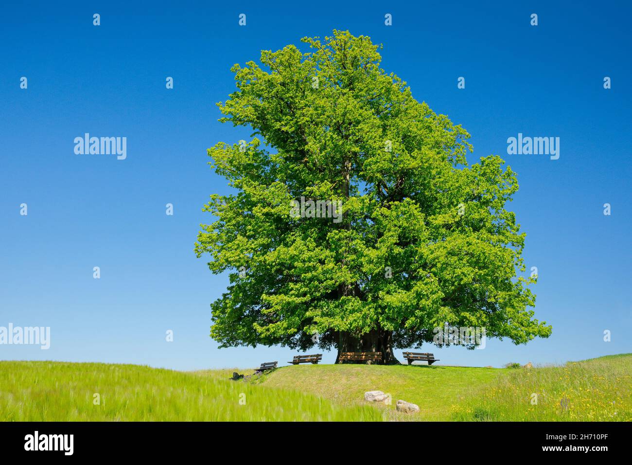 Le Lime Tree de Linn (Linner Linden).Thelarge, l'ancien tilleul se dresse seul sur une colline sous un ciel bleu.Les bancs vous invitent à vous détendre, Linn dans le canton de Argau, Suisse Banque D'Images