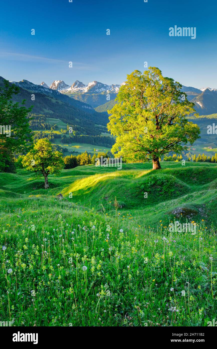 Érable Sycamore (Acer pseudoplatanus) devant le Churfirsten couvert de neige au lever du soleil au printemps de montagne.Près d'Ennetbuehl à Toggenburg, canton de Saint-Gall, Suisse Banque D'Images