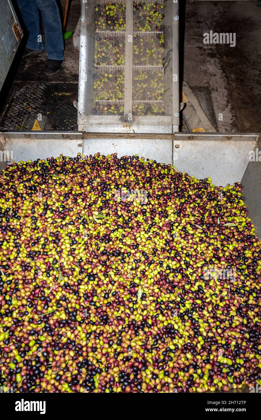 transformation des olives en huile dans un moulin à huile en grèce Banque D'Images