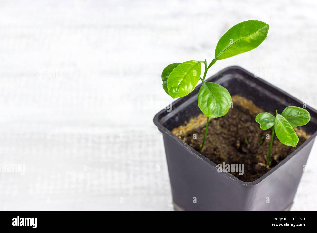 Vert frais Fortunella margarita (Citrus reticulata) plante de petits semis dans le pot de fleurs noires sur fond clair avec espace de copie. Banque D'Images