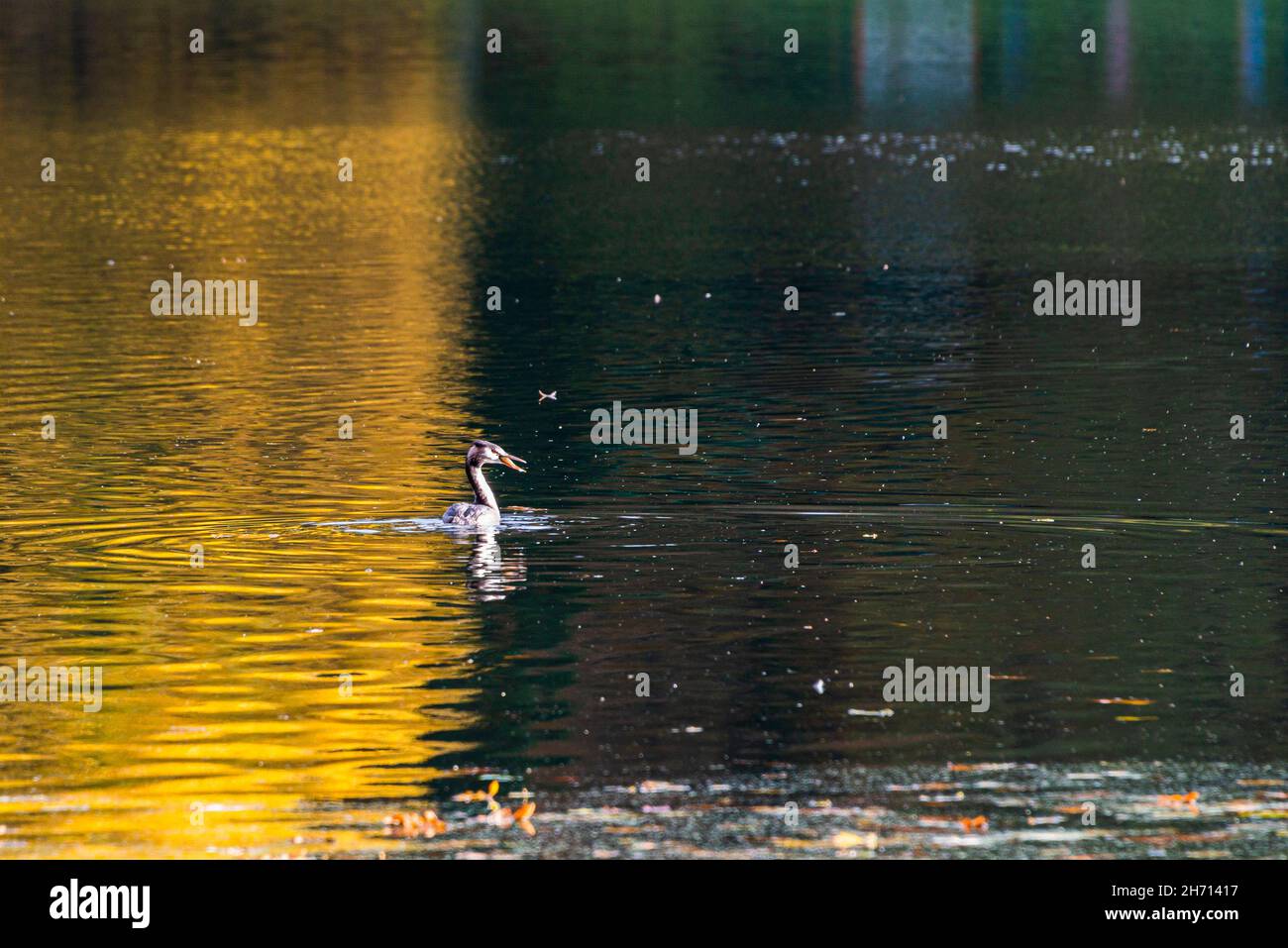 Un grand grebe à crête (Podiceps cristatus) avec un poisson dans son bec Banque D'Images