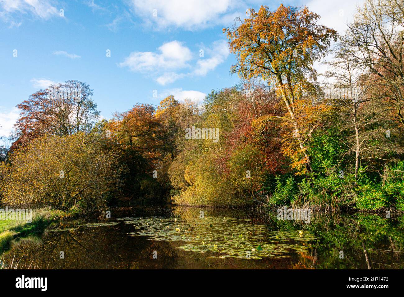 Arbres en automne près d'un lac dans le Wiltshire Banque D'Images