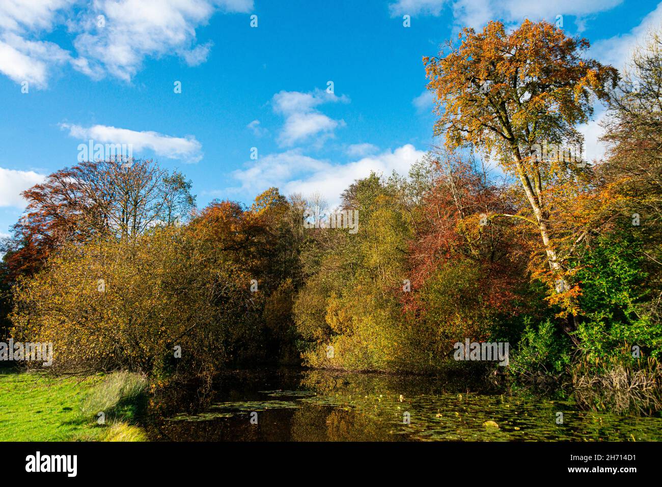 Arbres en automne près d'un lac dans le Wiltshire Banque D'Images
