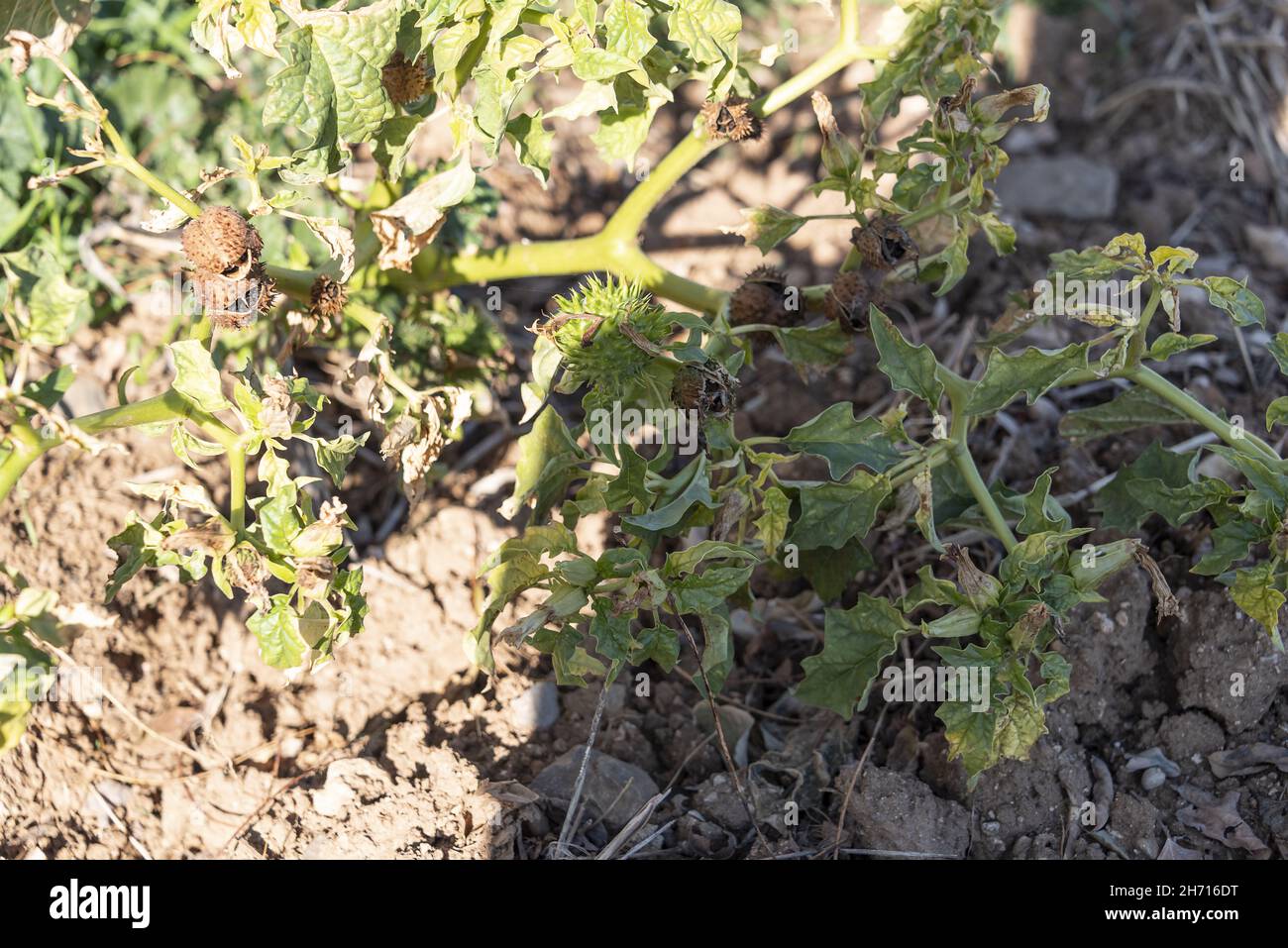 Datura stramonium, Thorn Apple. Plante sauvage en été. Banque D'Images