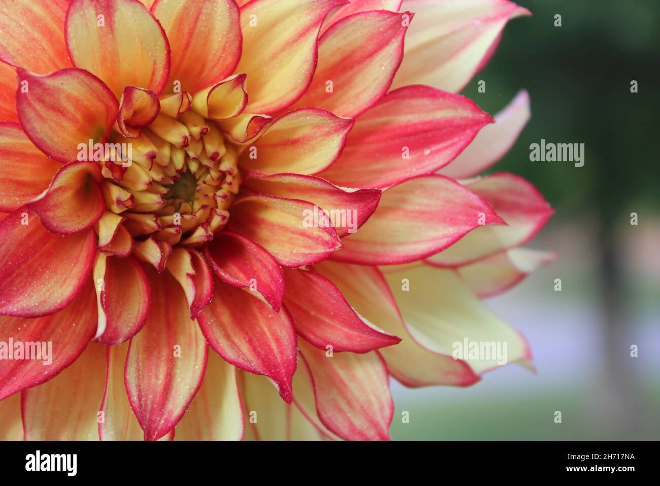 Dahlia fleur avec gouttes de rosée Banque D'Images