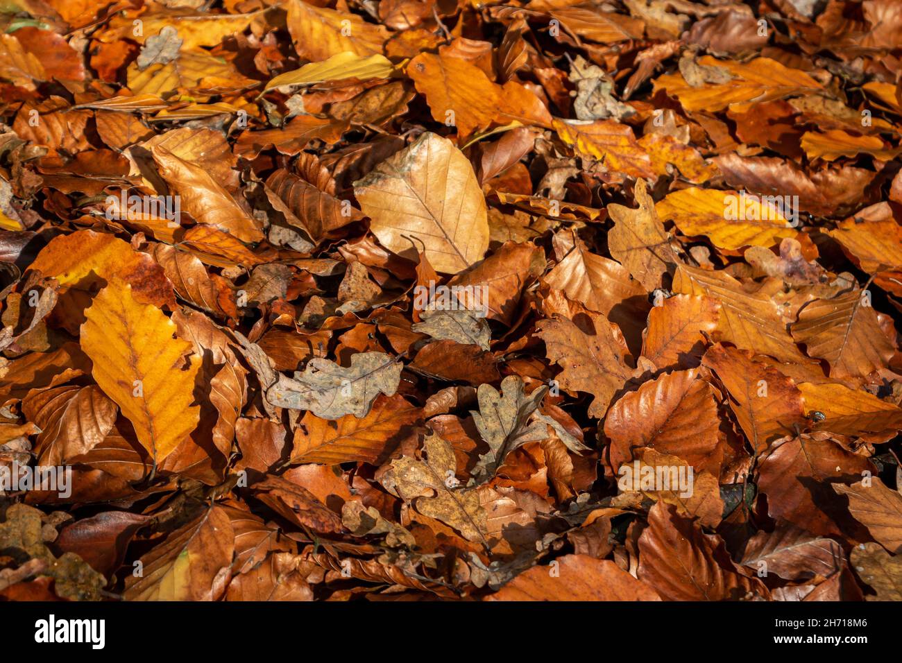 Les feuilles d'automne du hêtre et du chêne se trouvent sur le sol, dans toutes les belles couleurs d'automne. Province d'Overijssel, pays-Bas Banque D'Images Les feuilles d'automne du hêtre et du chêne se trouvent sur le sol, dans toutes les belles couleurs d'automne. Province d'Overijssel, pays-Bas Banque D'Images